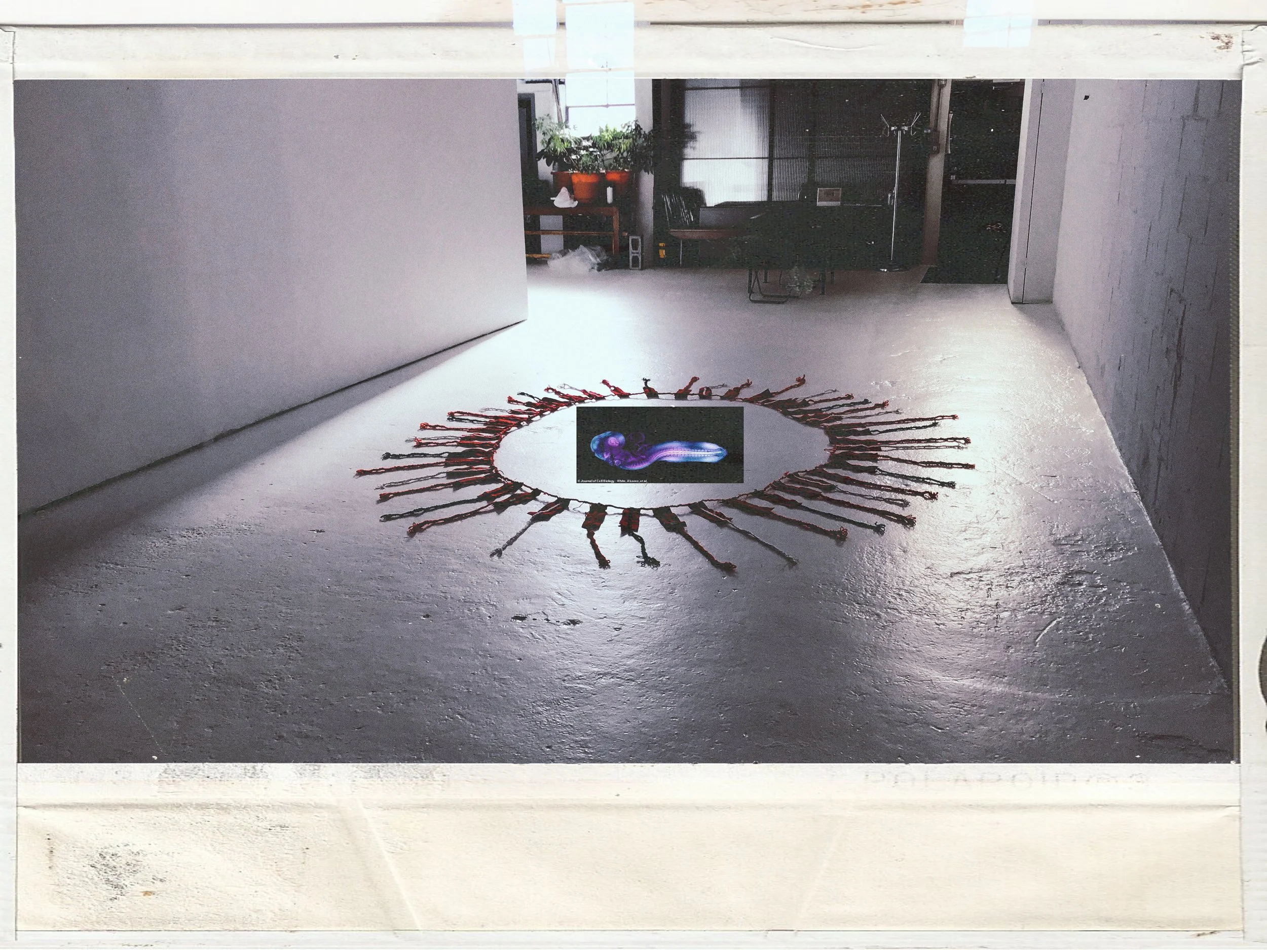 Fields Occupied (trailer)