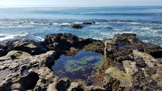 tidepools.JPG 2.jpg