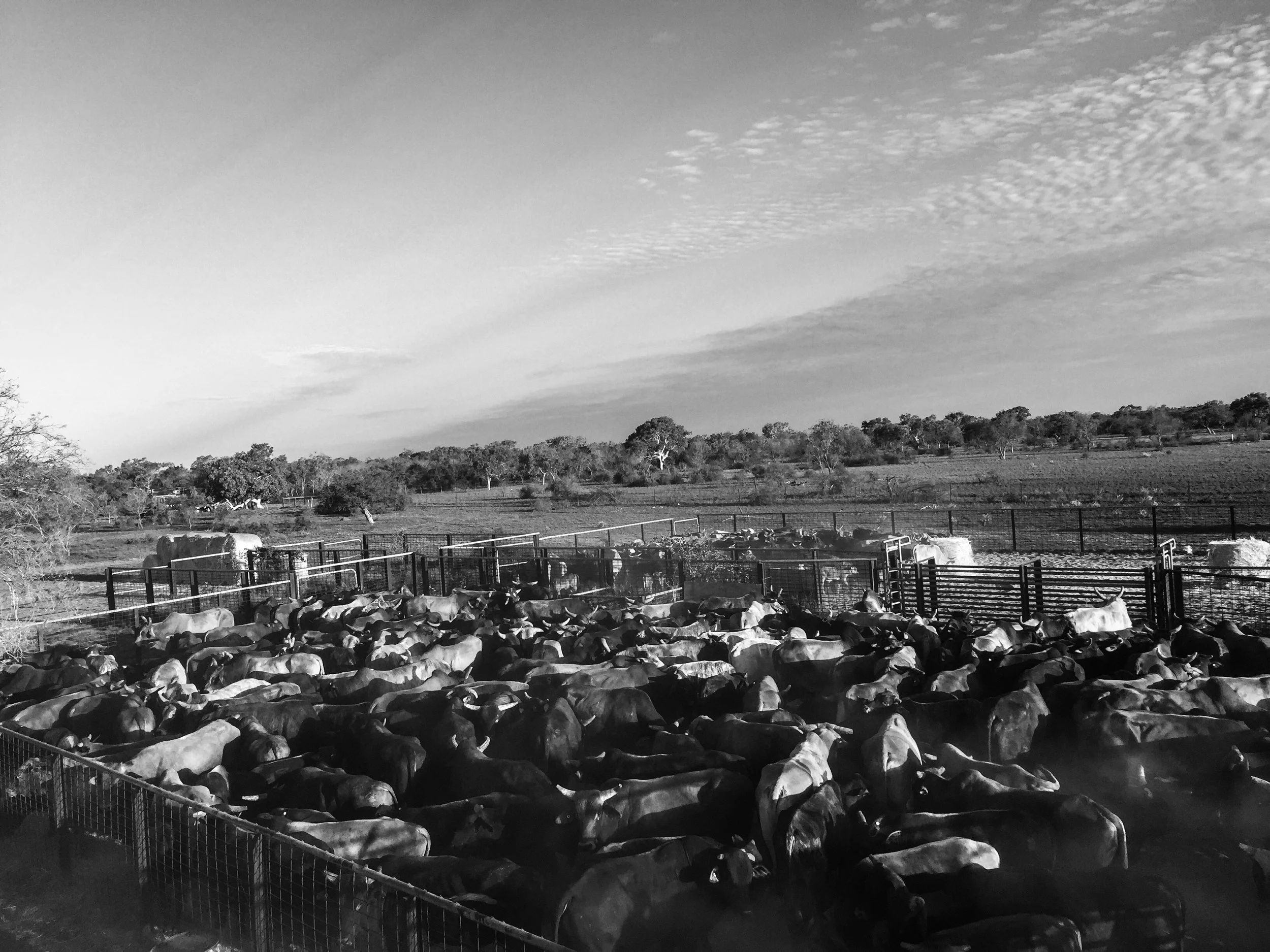 cattle .jpg