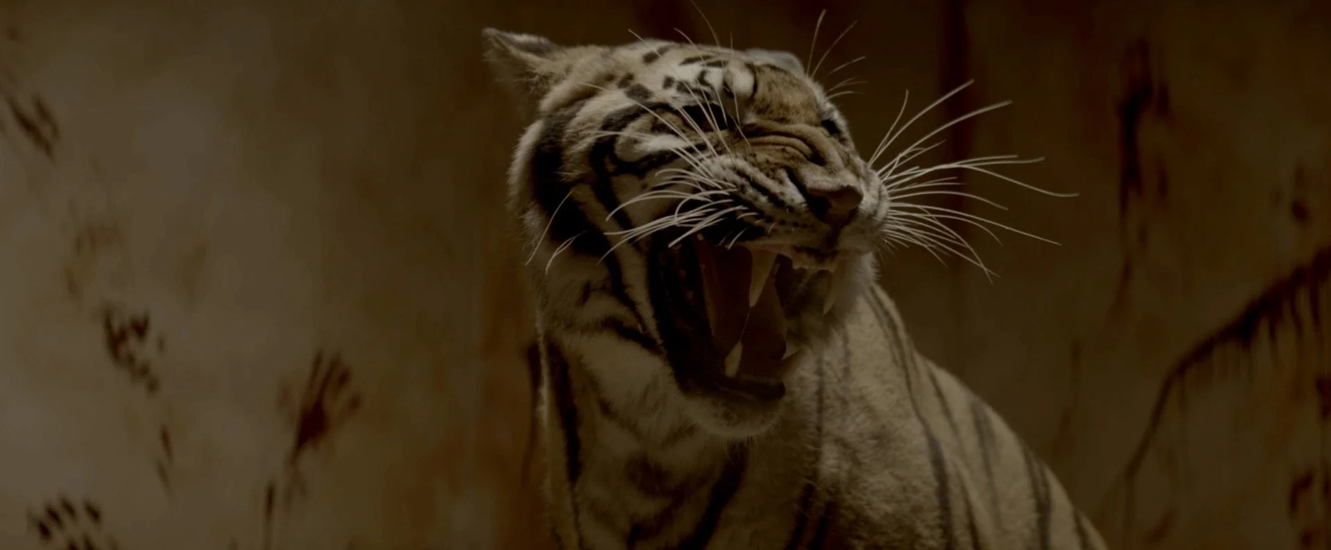 Screenshot Tiger 2.jpeg