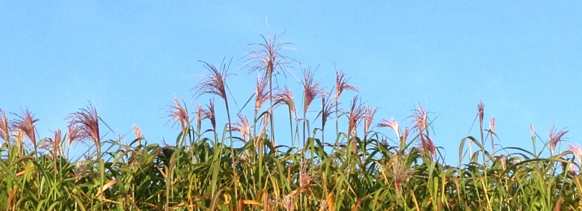 autumn flower.JPG