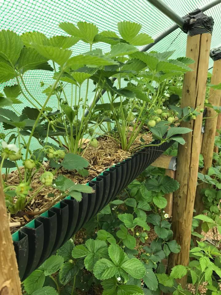 Strawberry plant during growth stages