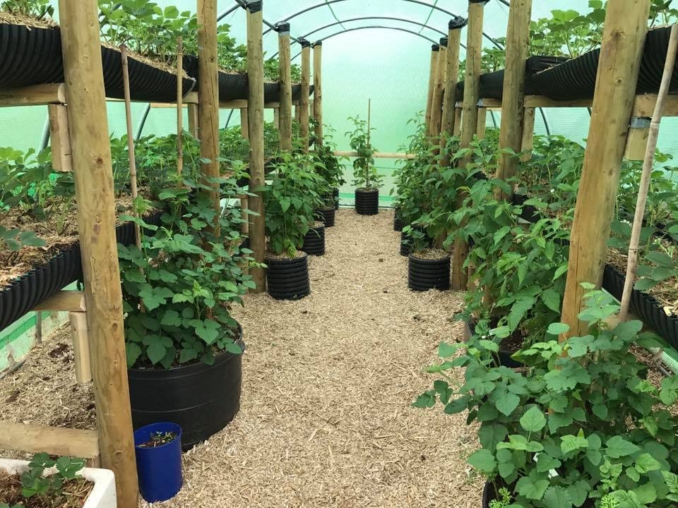 Strawberry Plants in Miscanthus Compost