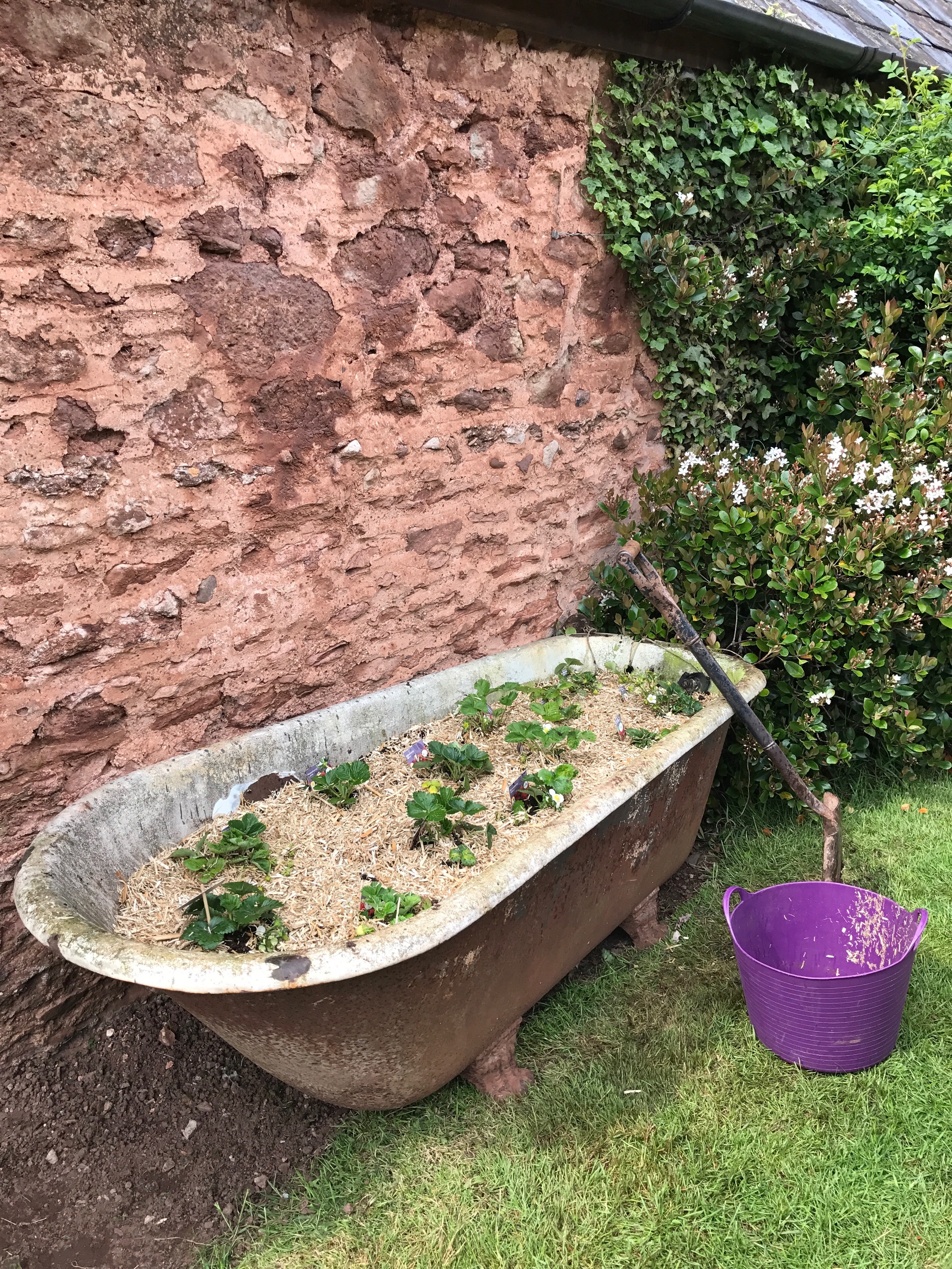 Raw Miscanthus used as a weed suppressor in outdoor tubs