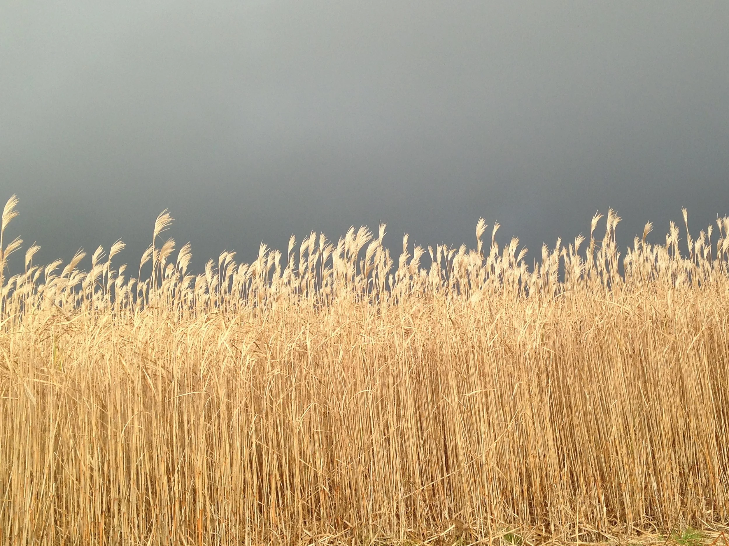 What is Miscanthus — Fennington Fibres