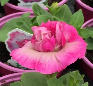 pinkpots2.jpg