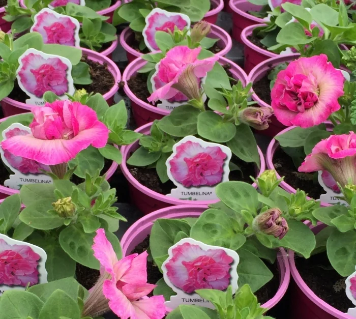 pinkpots1.jpg