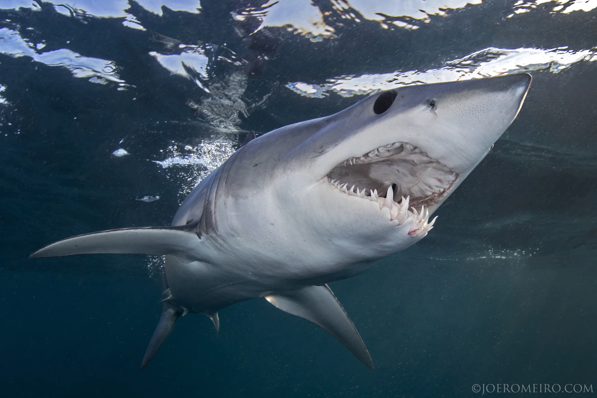 Shark2.jpg