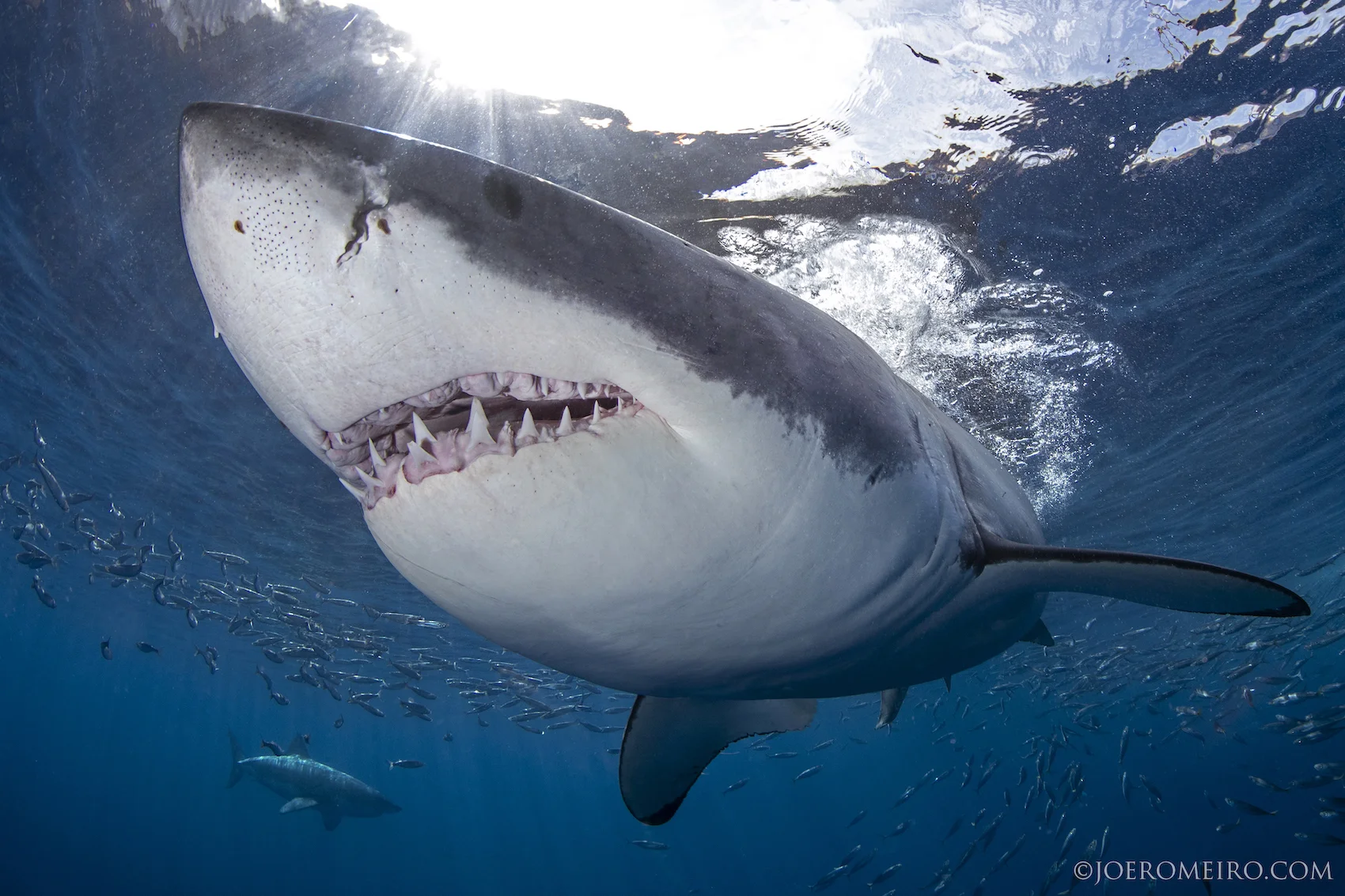 Shark1.jpg