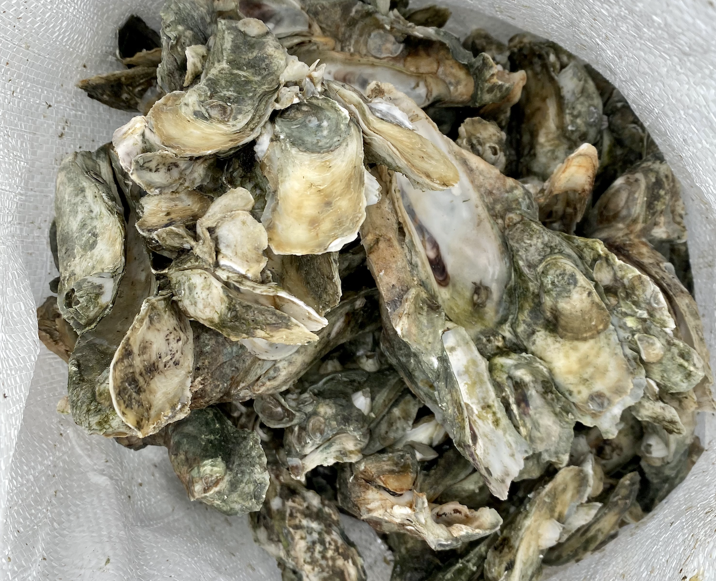 Screen Shot 2021-11-15 at 10.18.04 AM.png