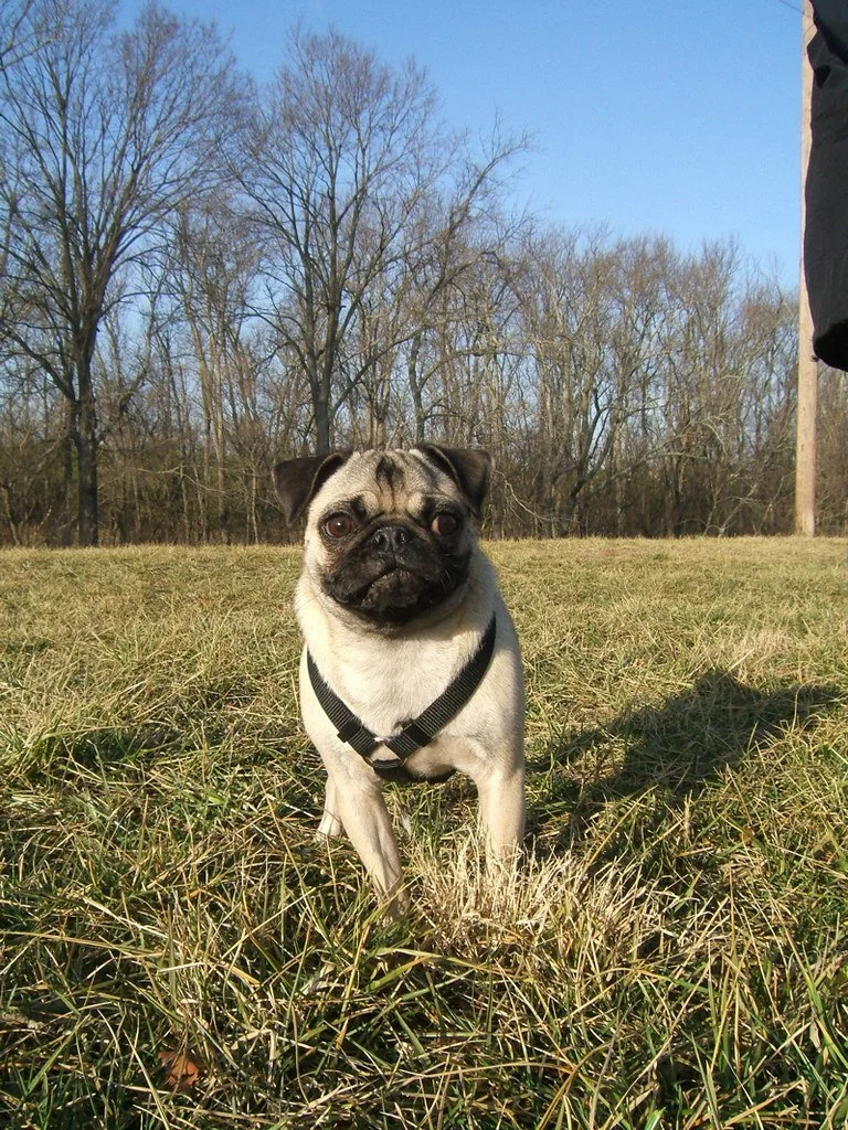 our boy woody