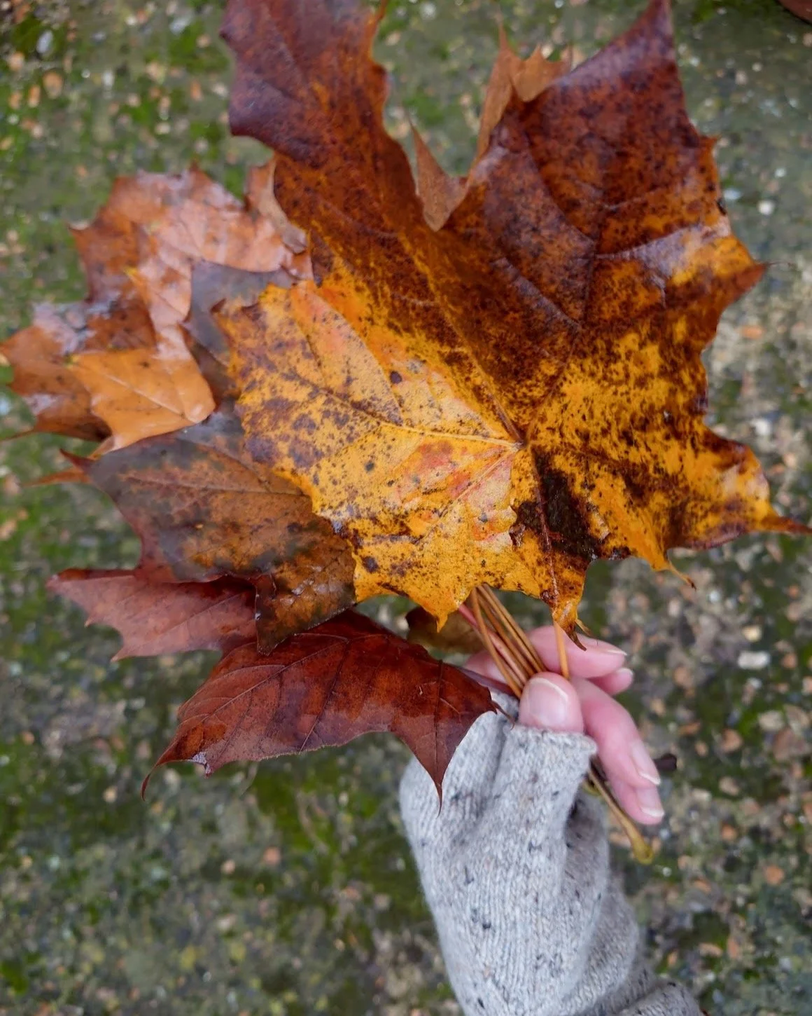 Donegal Wool Mittens and rain soaked autumn leaves. I took a breath of fresh air yesterday after a brilliantly busy weekend. 

Many thanks to the team @selvedgemagazine for creating such a wonderful event on Sunday at the Royal Horticultural Halls in