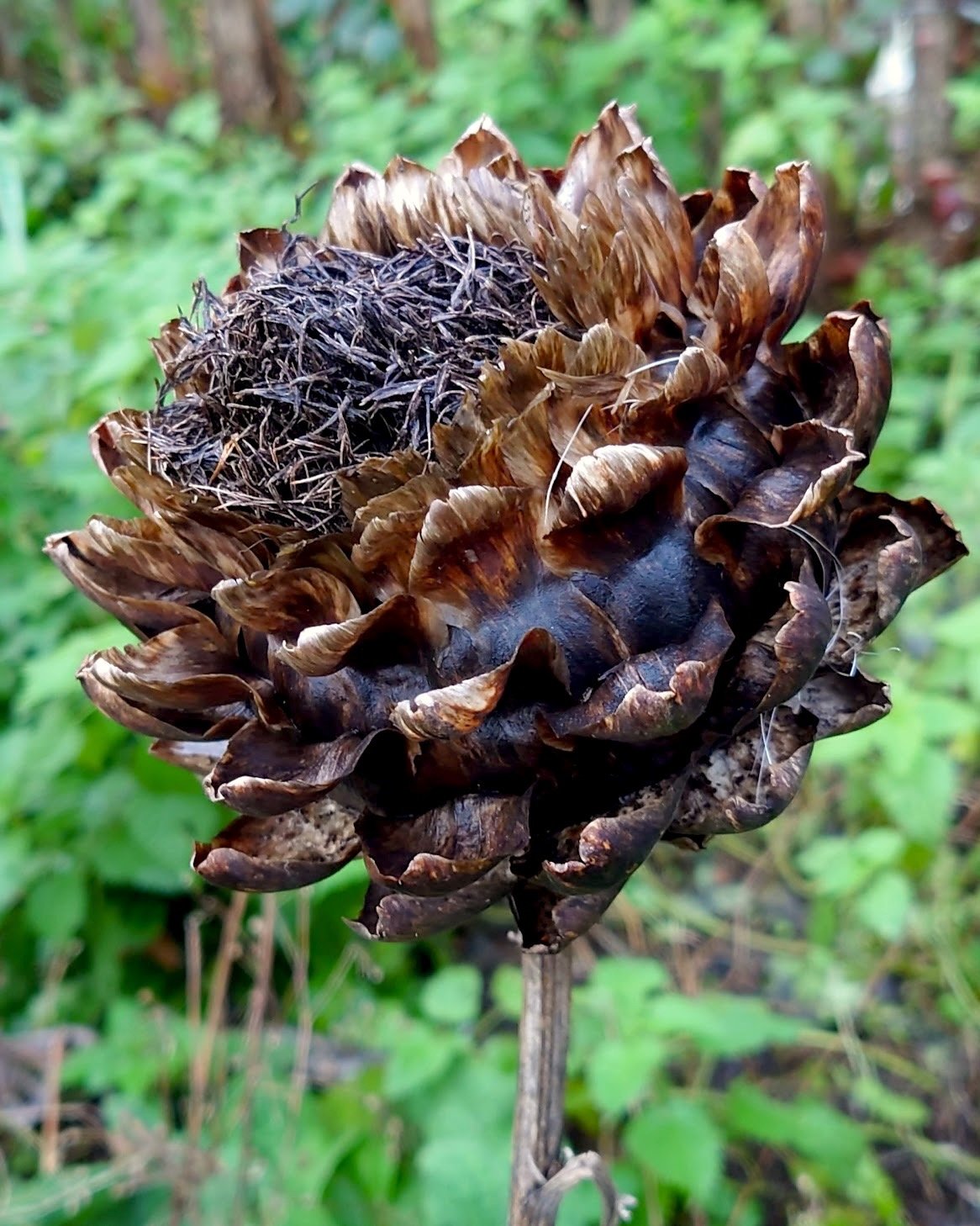 Thanks so much to Ian and Nick @water.lane and @ginaportman for having me at the beautiful Water Lane Walled Garden this weekend for the Christmas Market and thank you to everyone who visited, bought my work and had enthusiastic and interesting chats