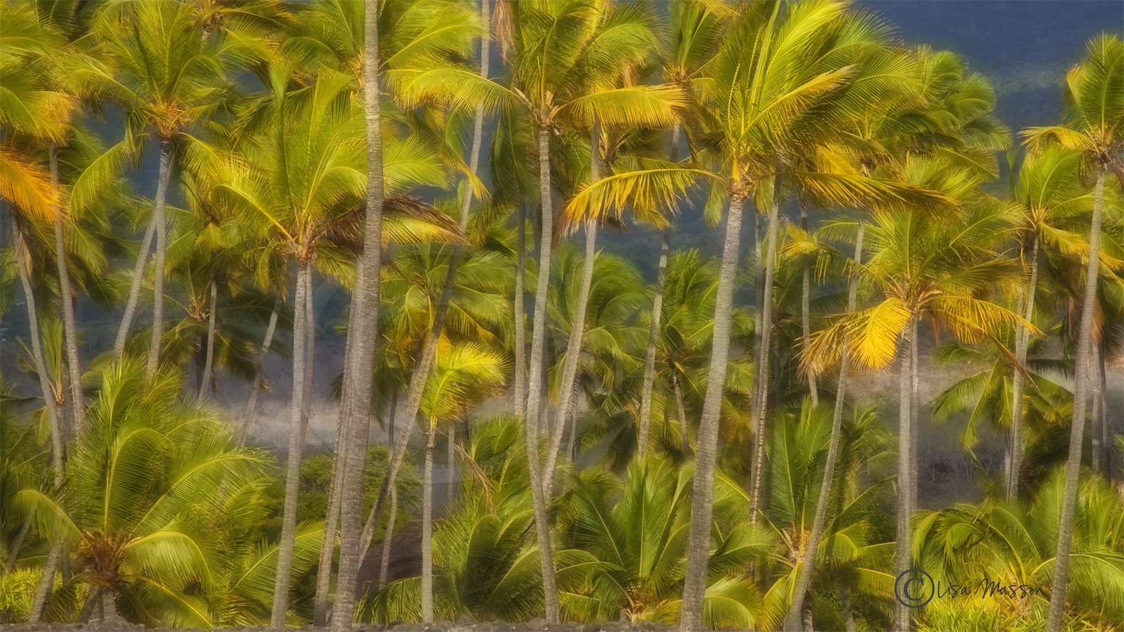 Palms 1 
