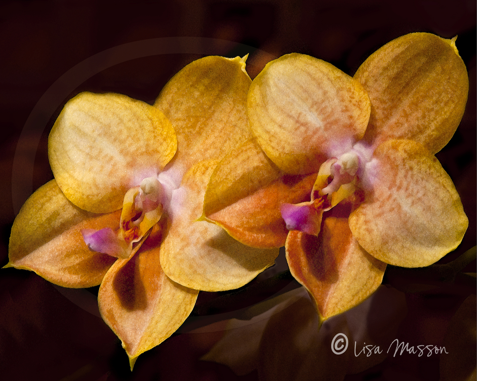Orchids Orange 2547
