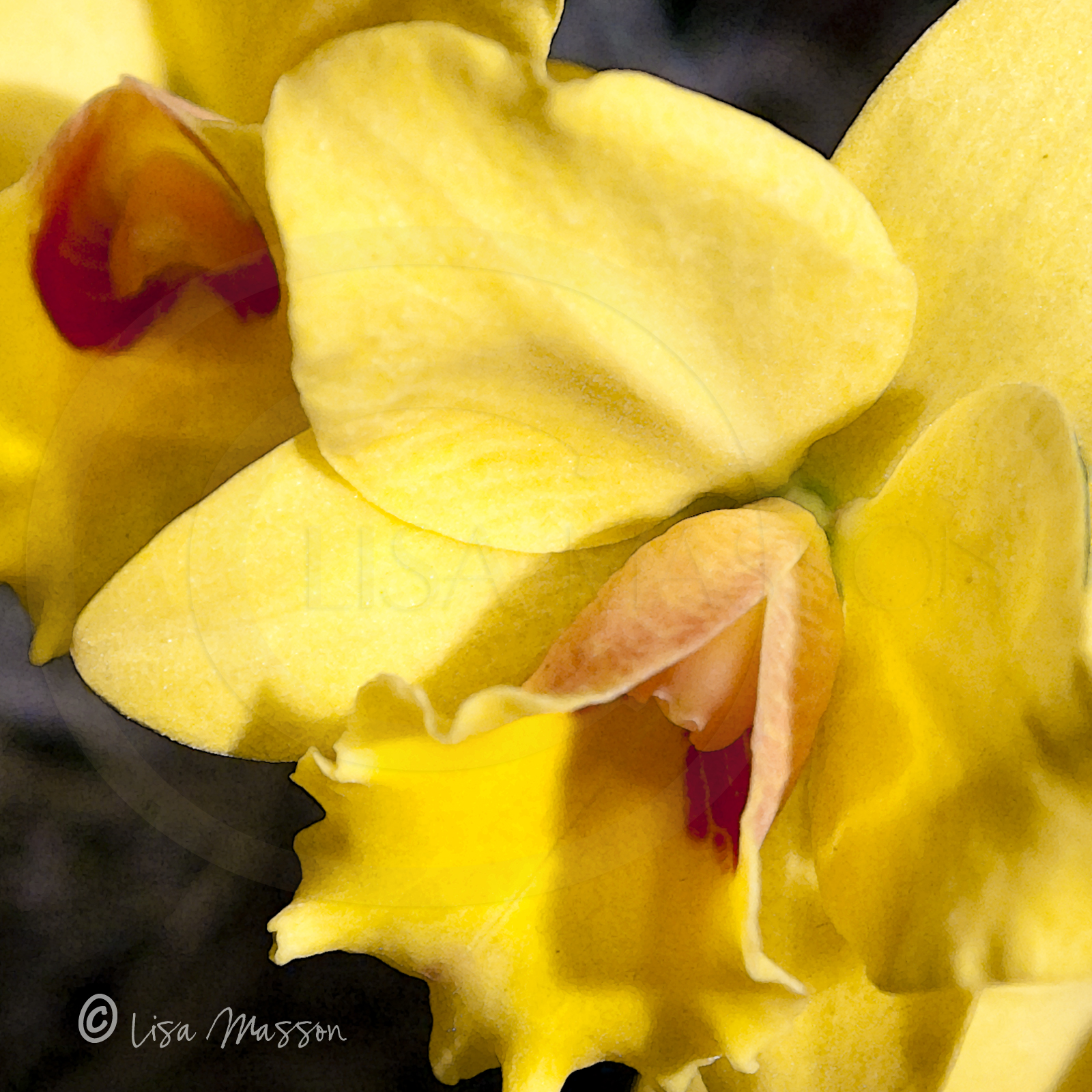 Orchid Yellow 3- 2551©