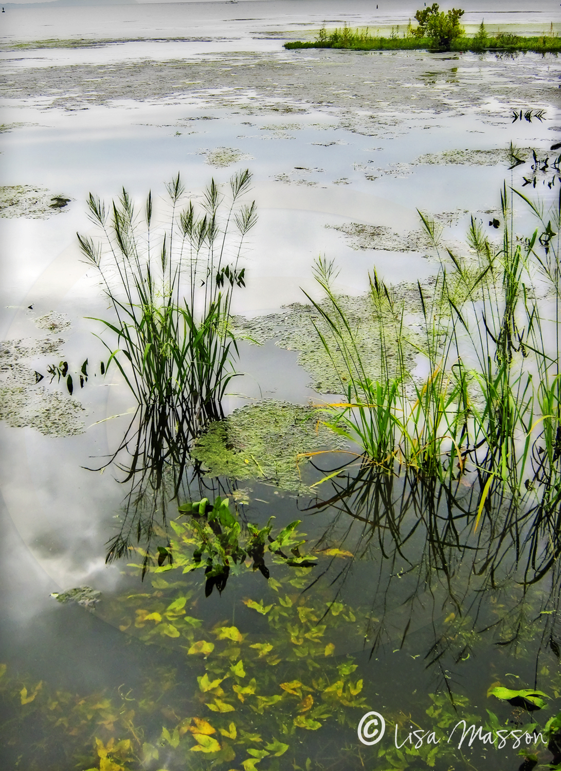 2473 Havre de Grace Grasses 