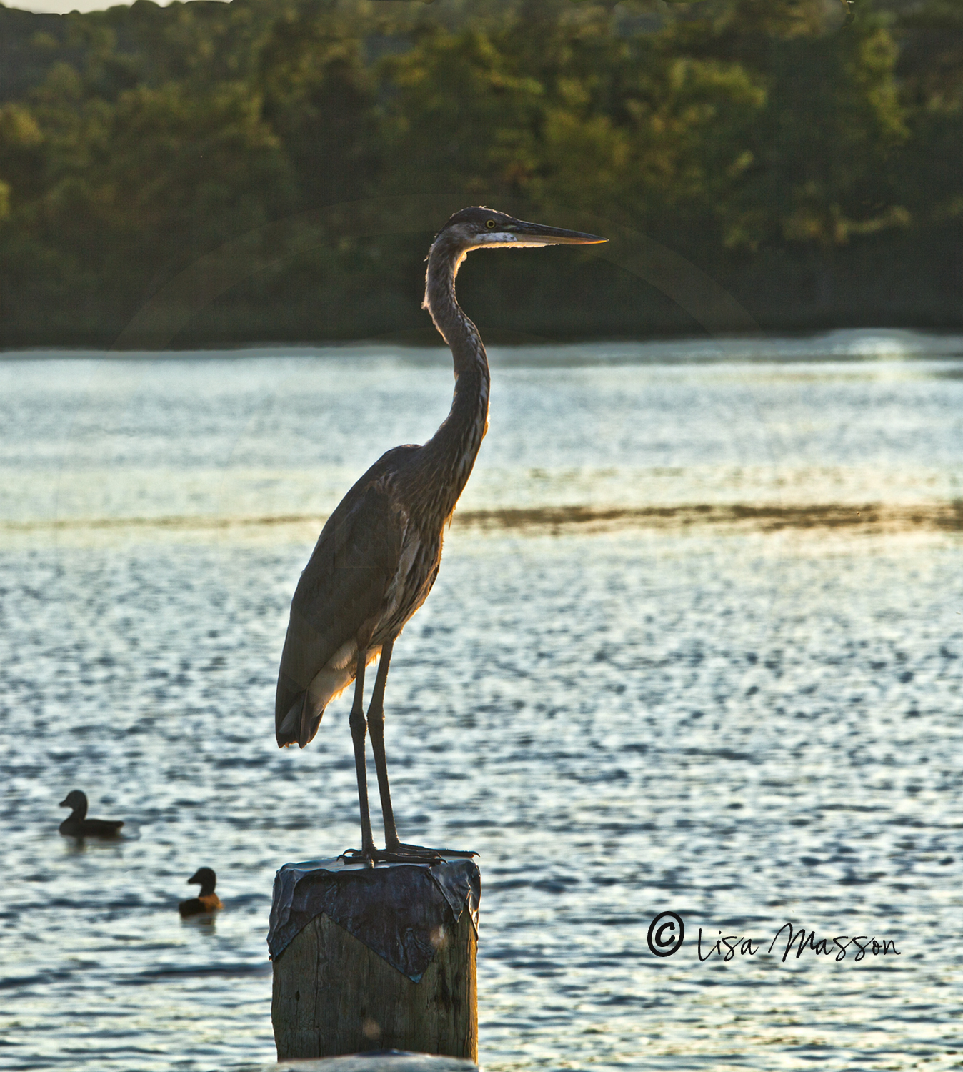 Sandy Point Heron 2692