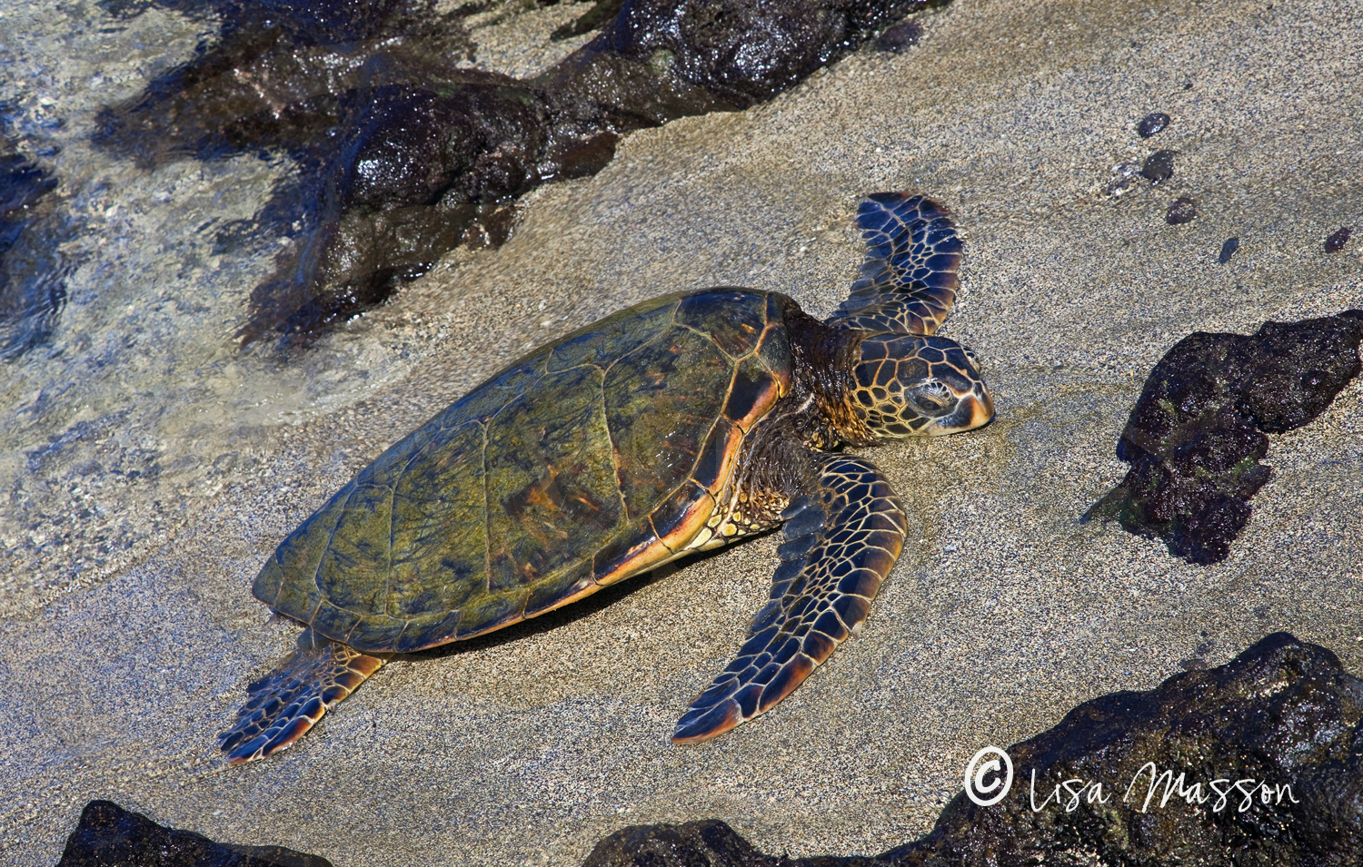 Hawaii Sea Turtle 9862