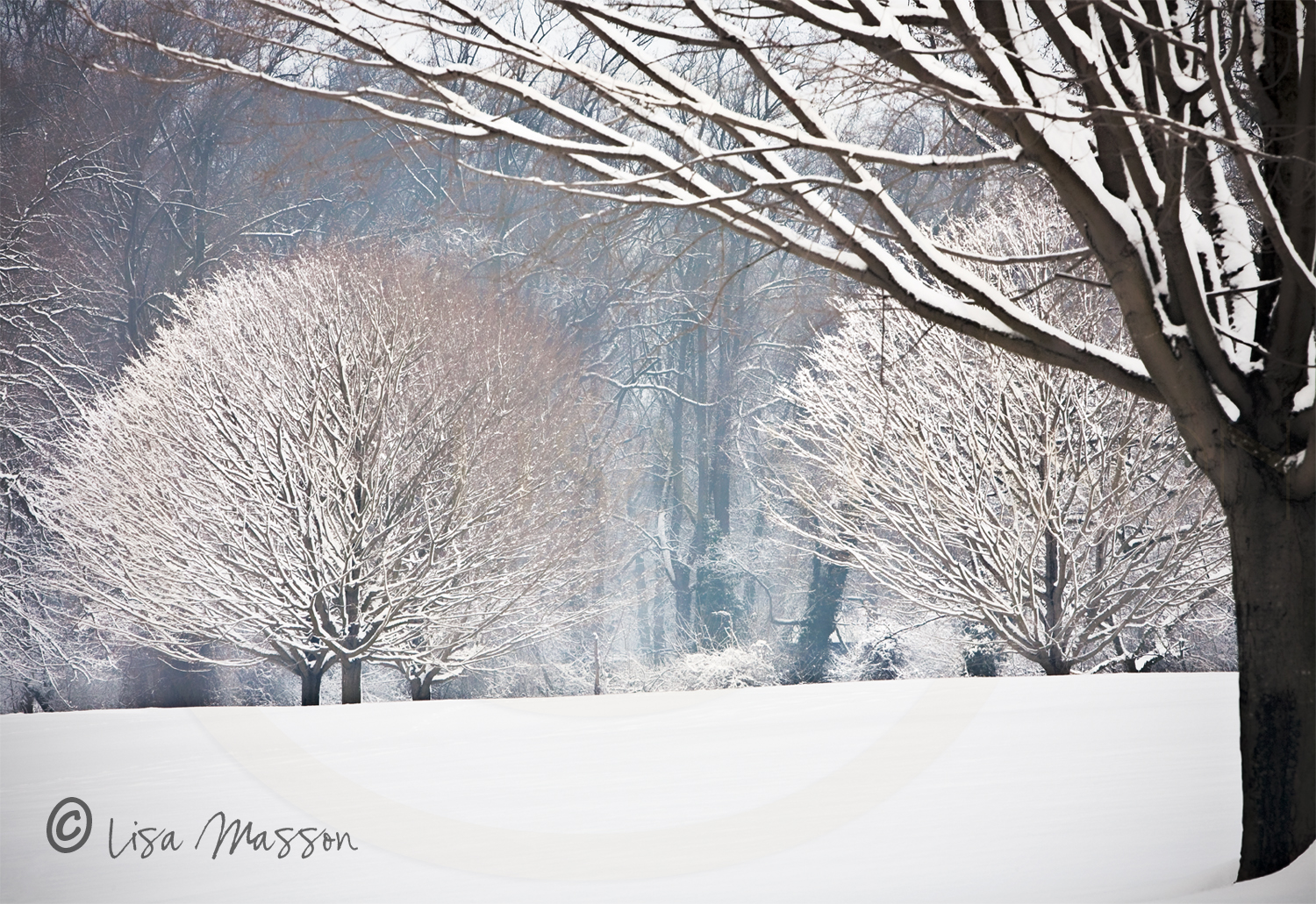 Snow Maples 9729©
