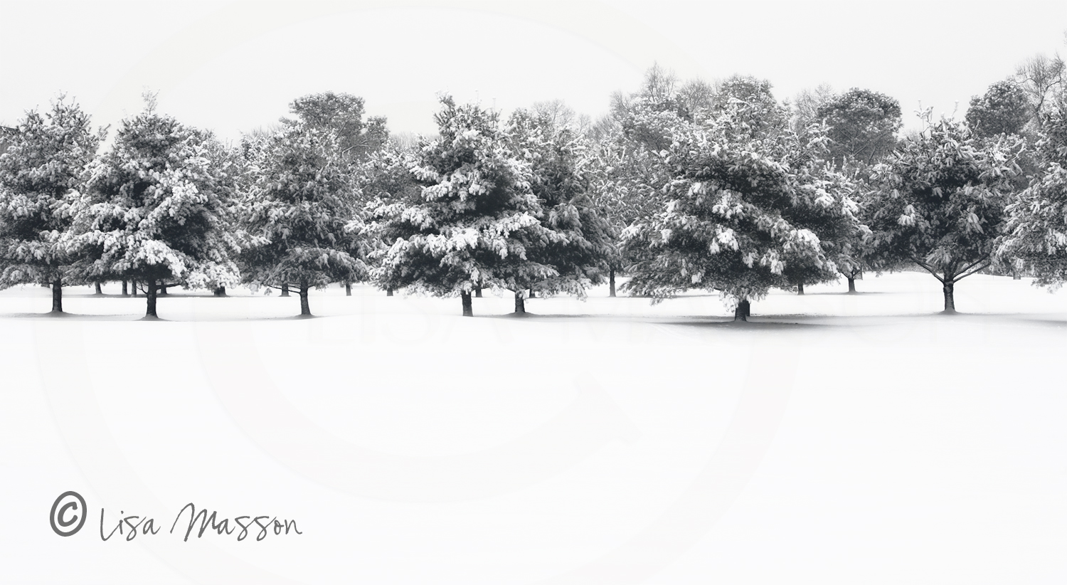Snowy Evergreens 9746