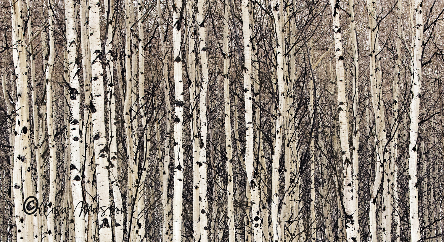 Aspens 5640