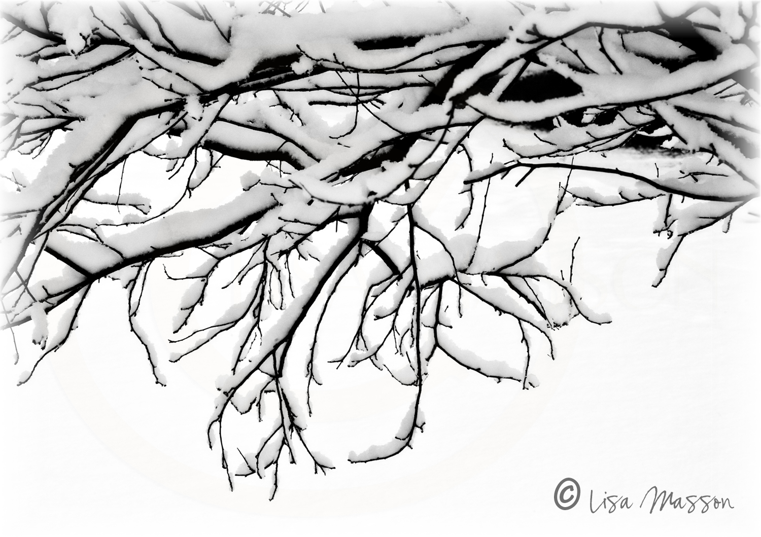 Snow Branches 9695©