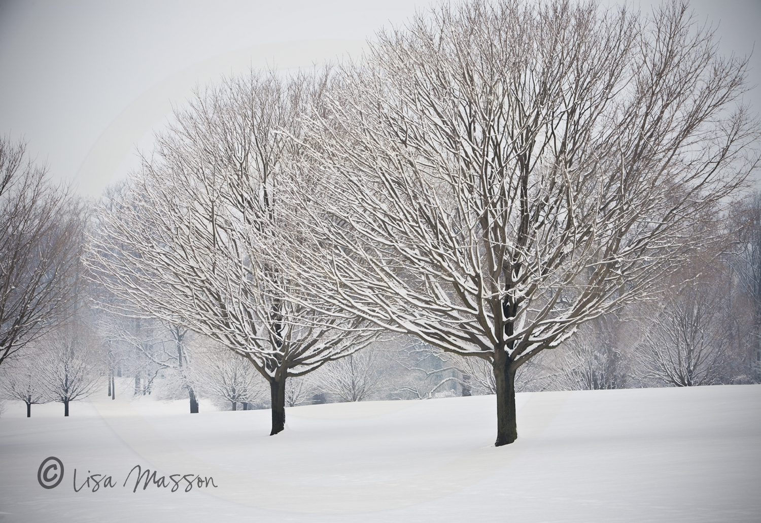 Snow Maples 9738