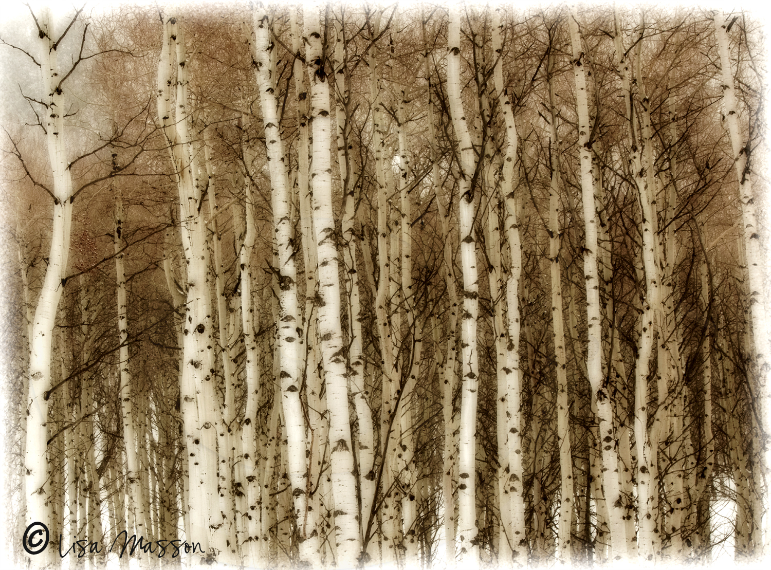 Aspen Grove 2h-5641 ©