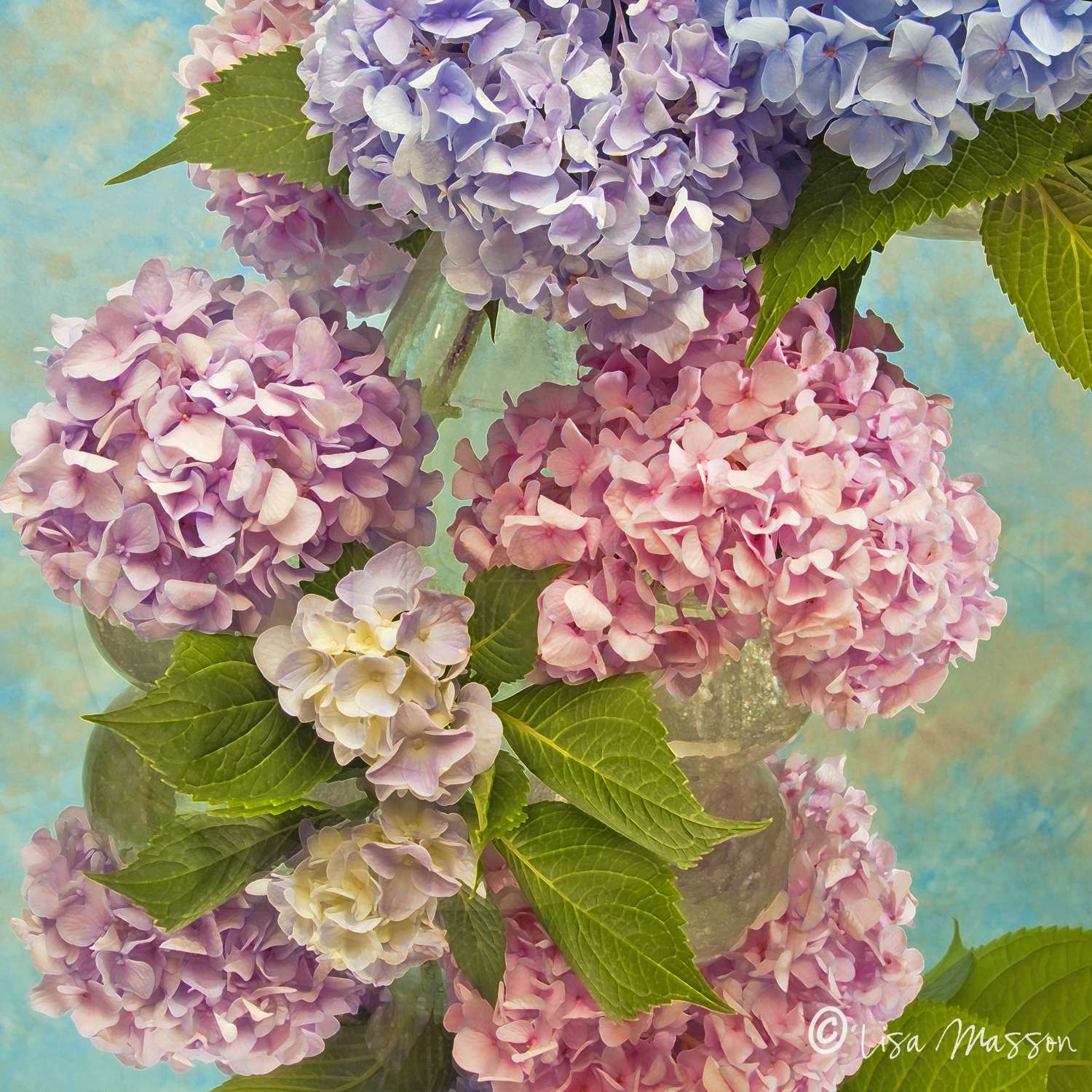 Hydrangea 756-3b©