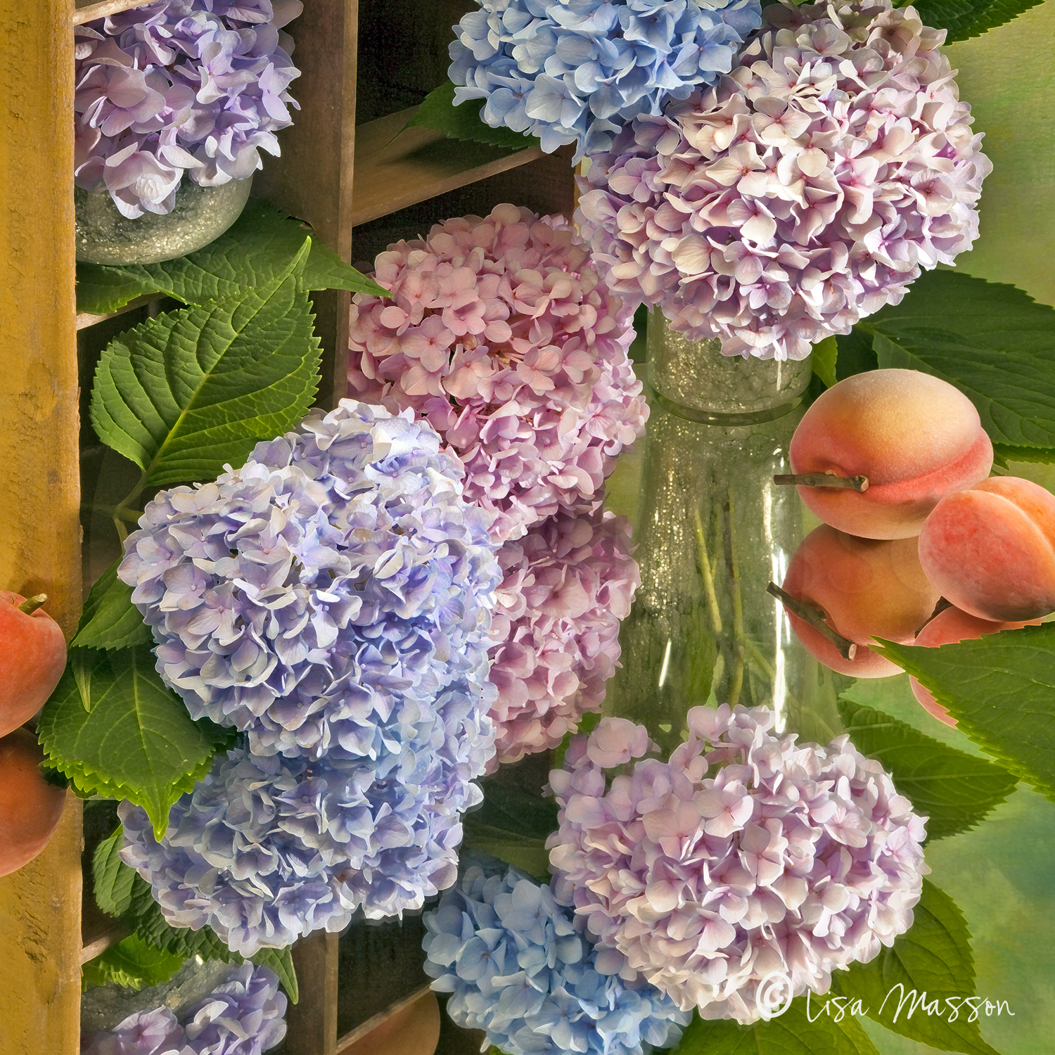 Hydrangea 1g 509©