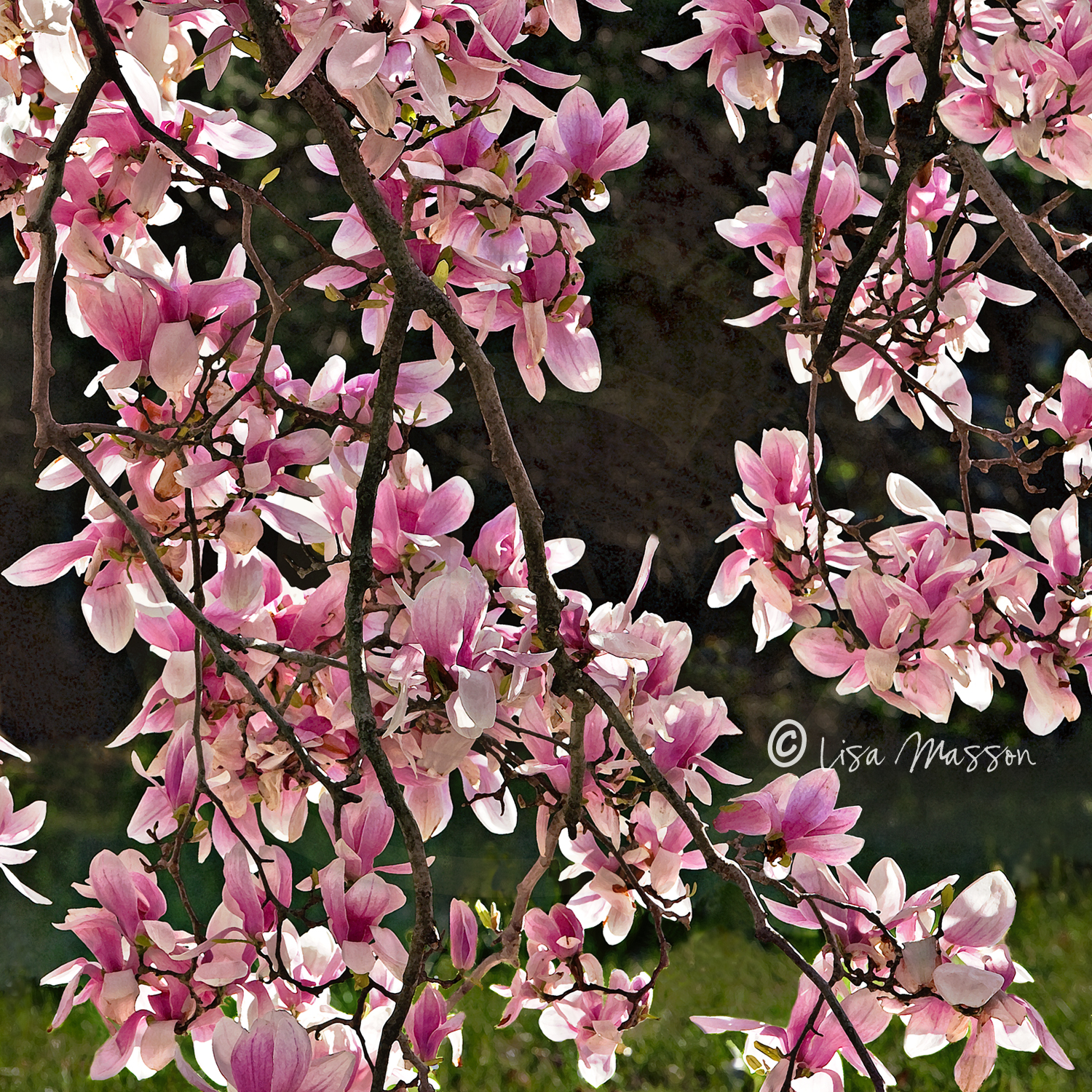 Japanese Saucer Magnolias 2660 1