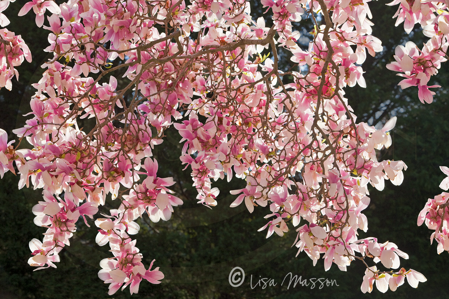 Japanese Saucer Magnolias 6450