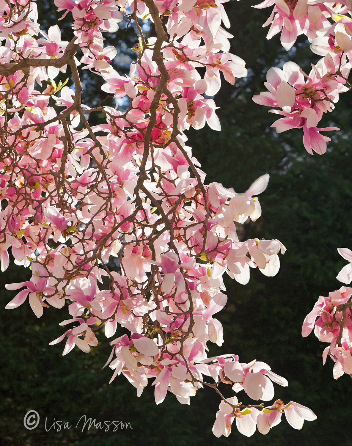 Japanese Magnolia 2559- 6