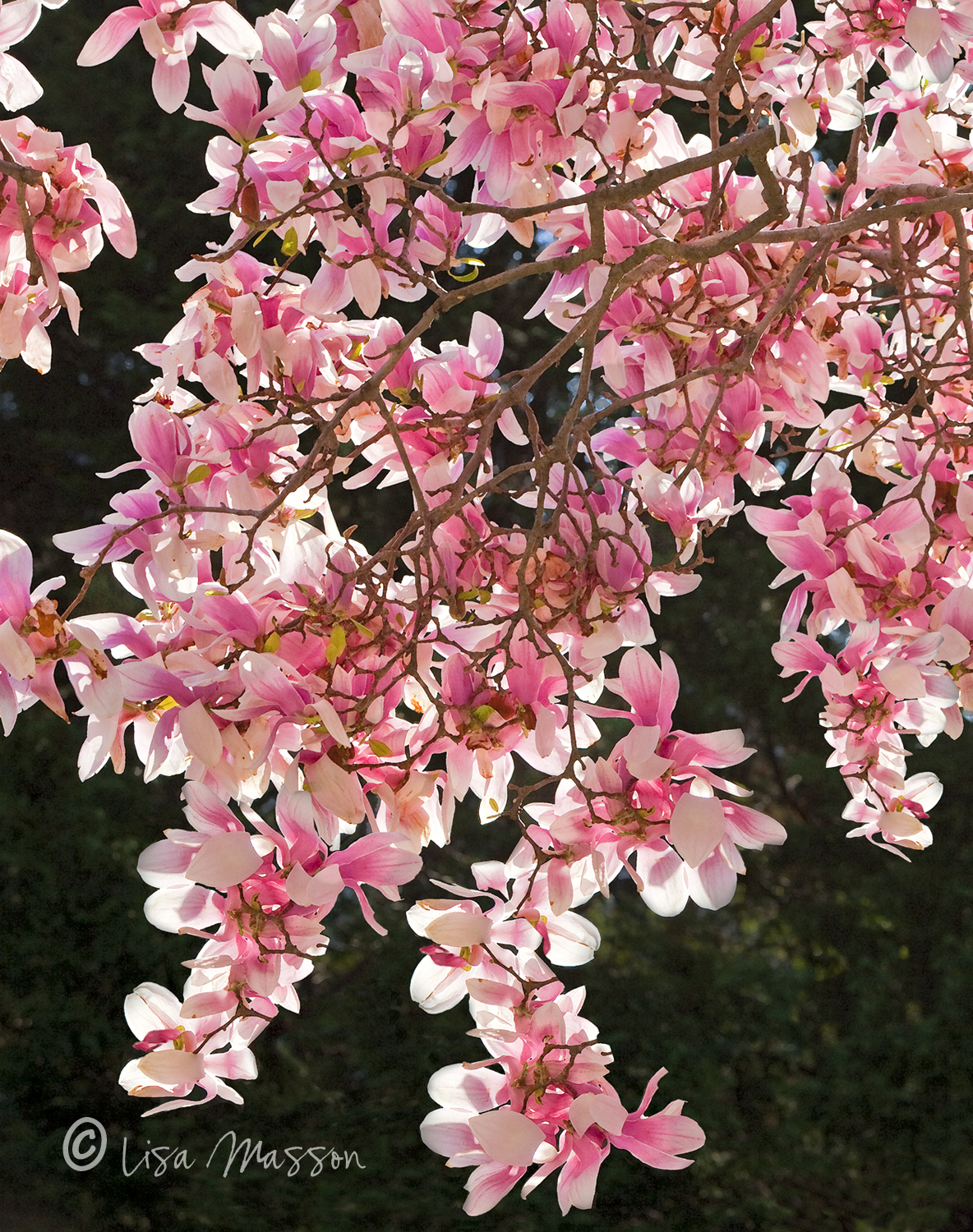 Japanese Magnolia 2558-5