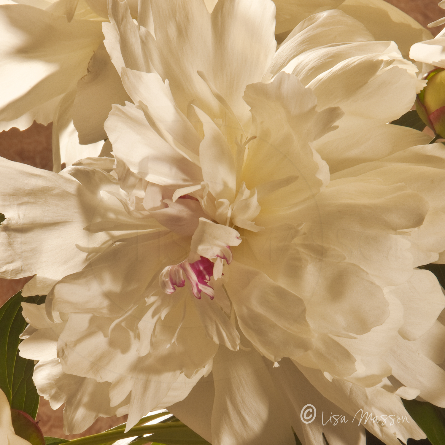 Peony 2469