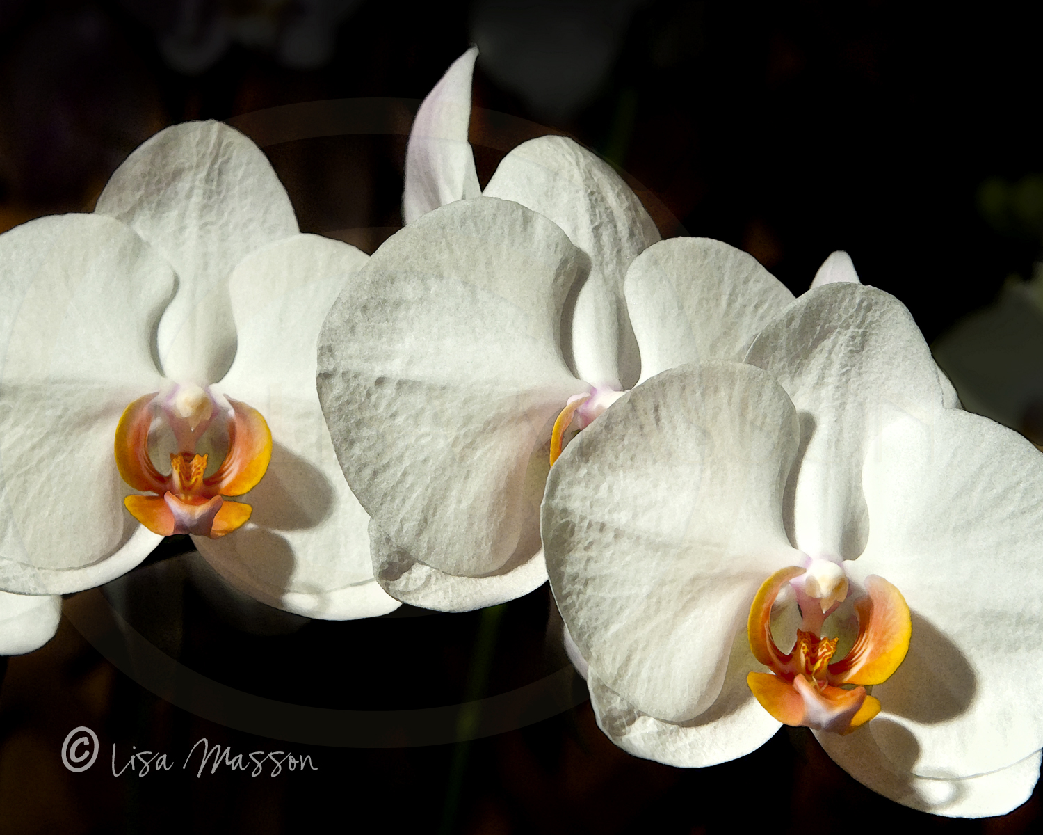 Orchids White 2552