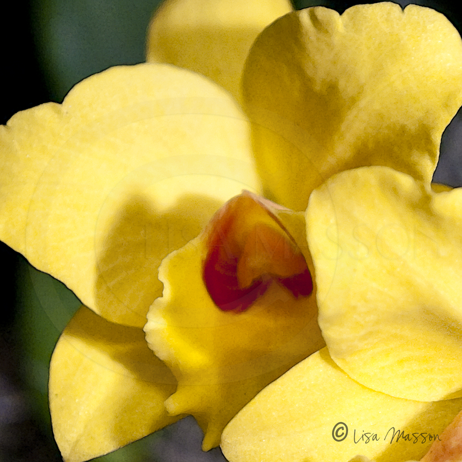 Orchid Yellow 1-2549©
