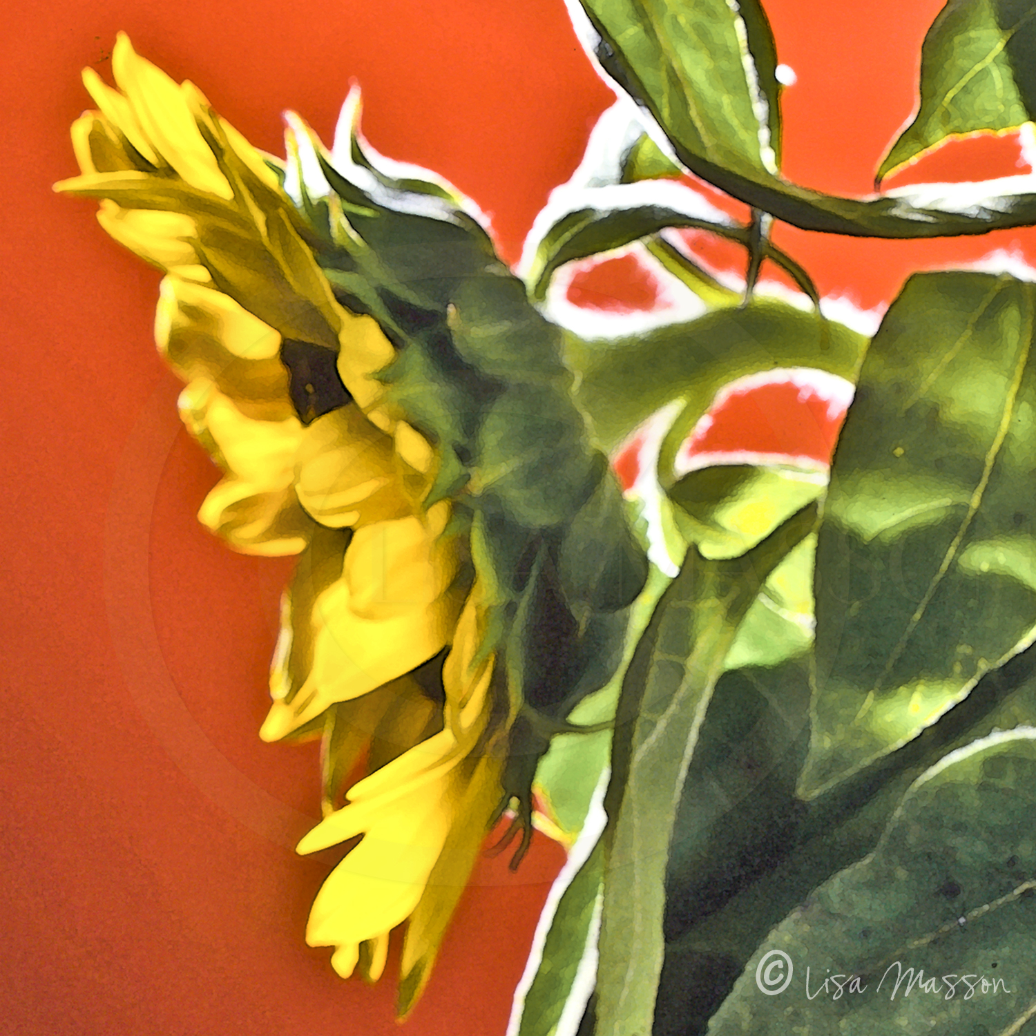 Sunflower 1-s1866