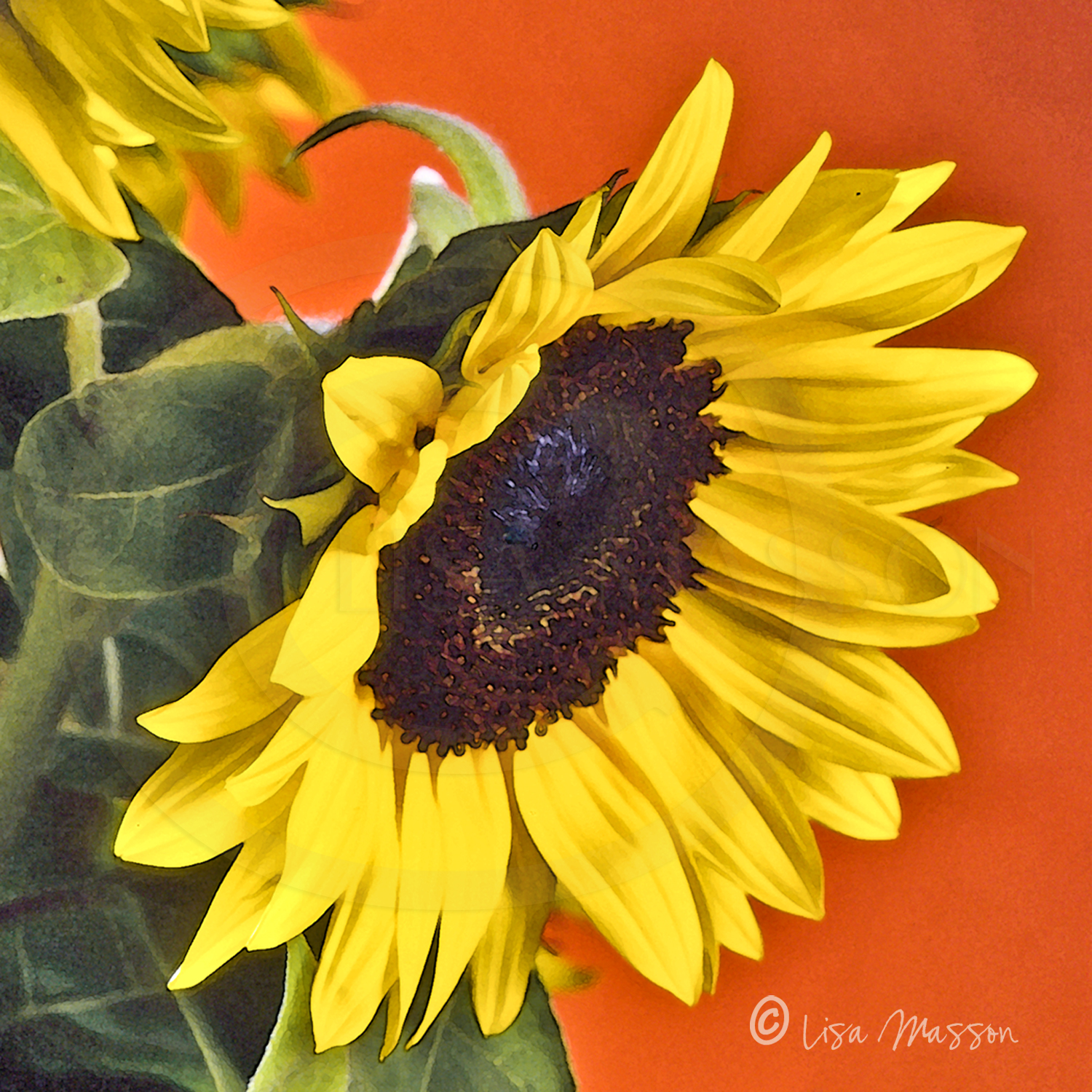 Sunflower 2s1867 ©