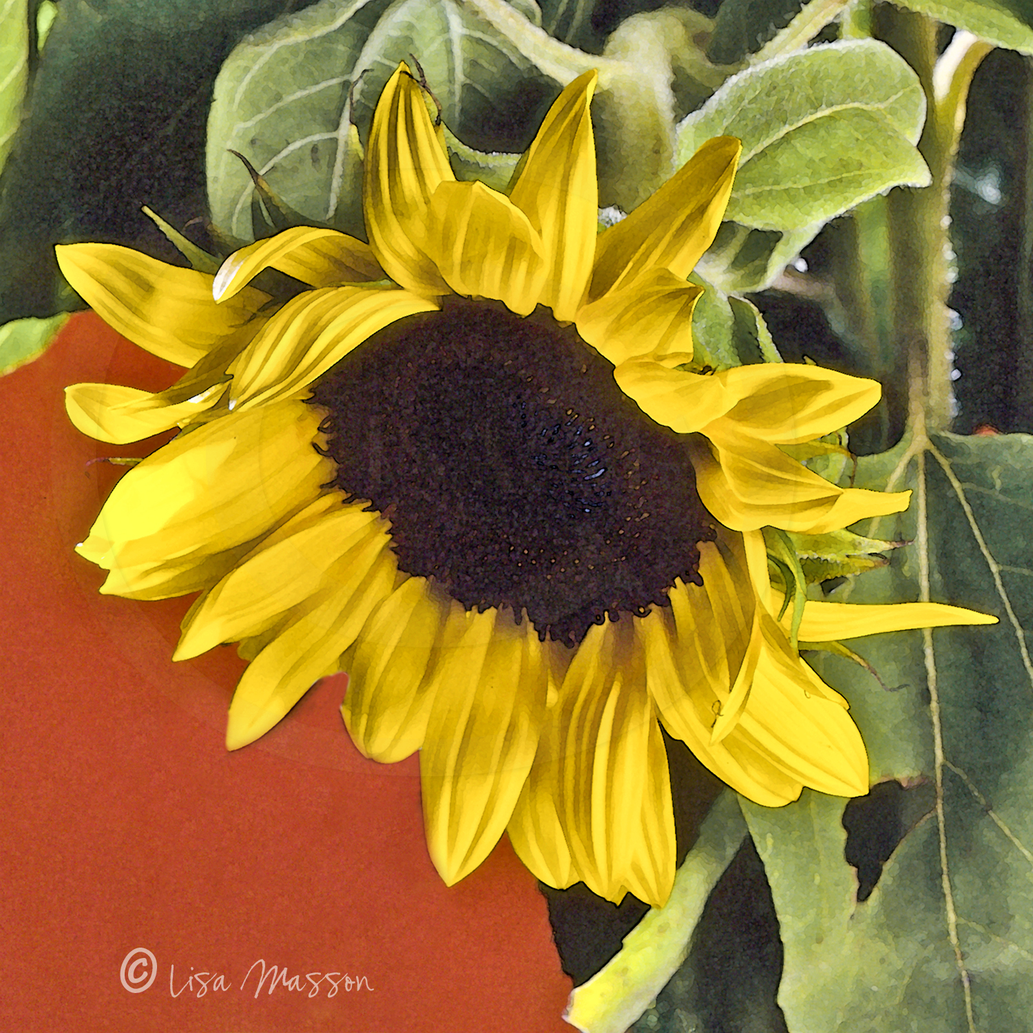 Sunflower 3s 1868 ©