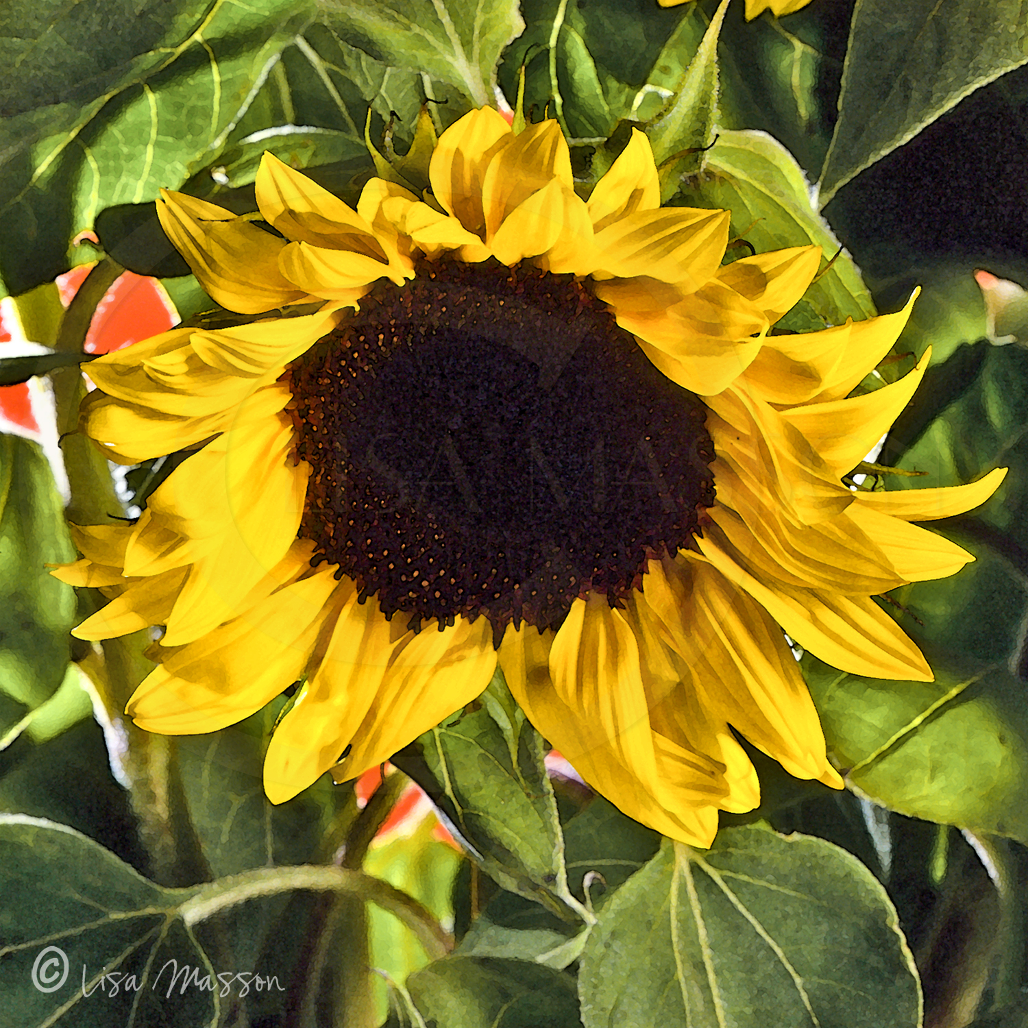 Sunflowers 5s 1947 ©