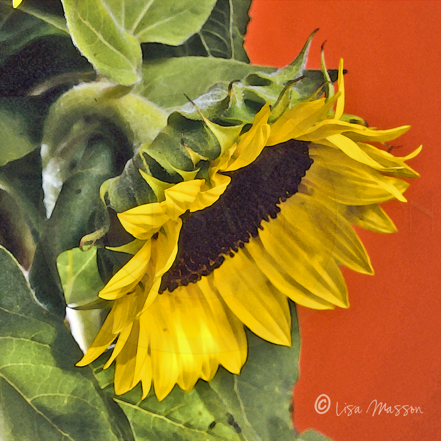 Sunflowers 6s 1948 ©