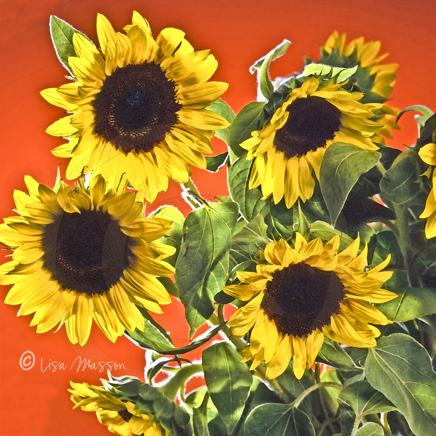 Sunflowers 8 ©