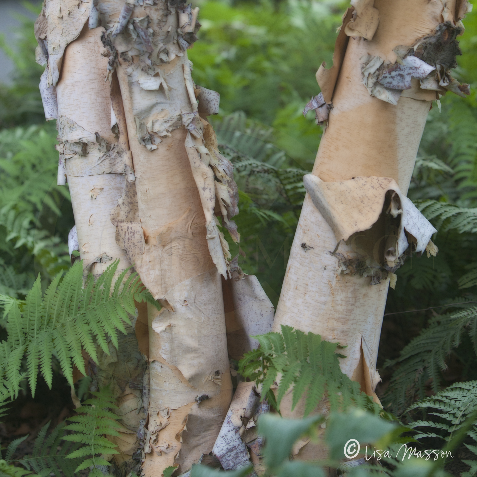 Maine Birch &amp; Ferns 1949a ©