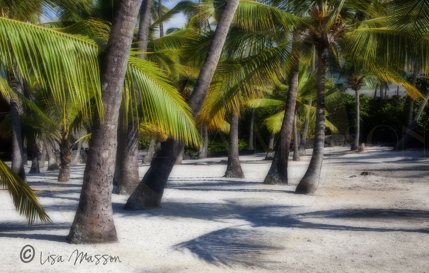Hawaii Palms 9959 ©