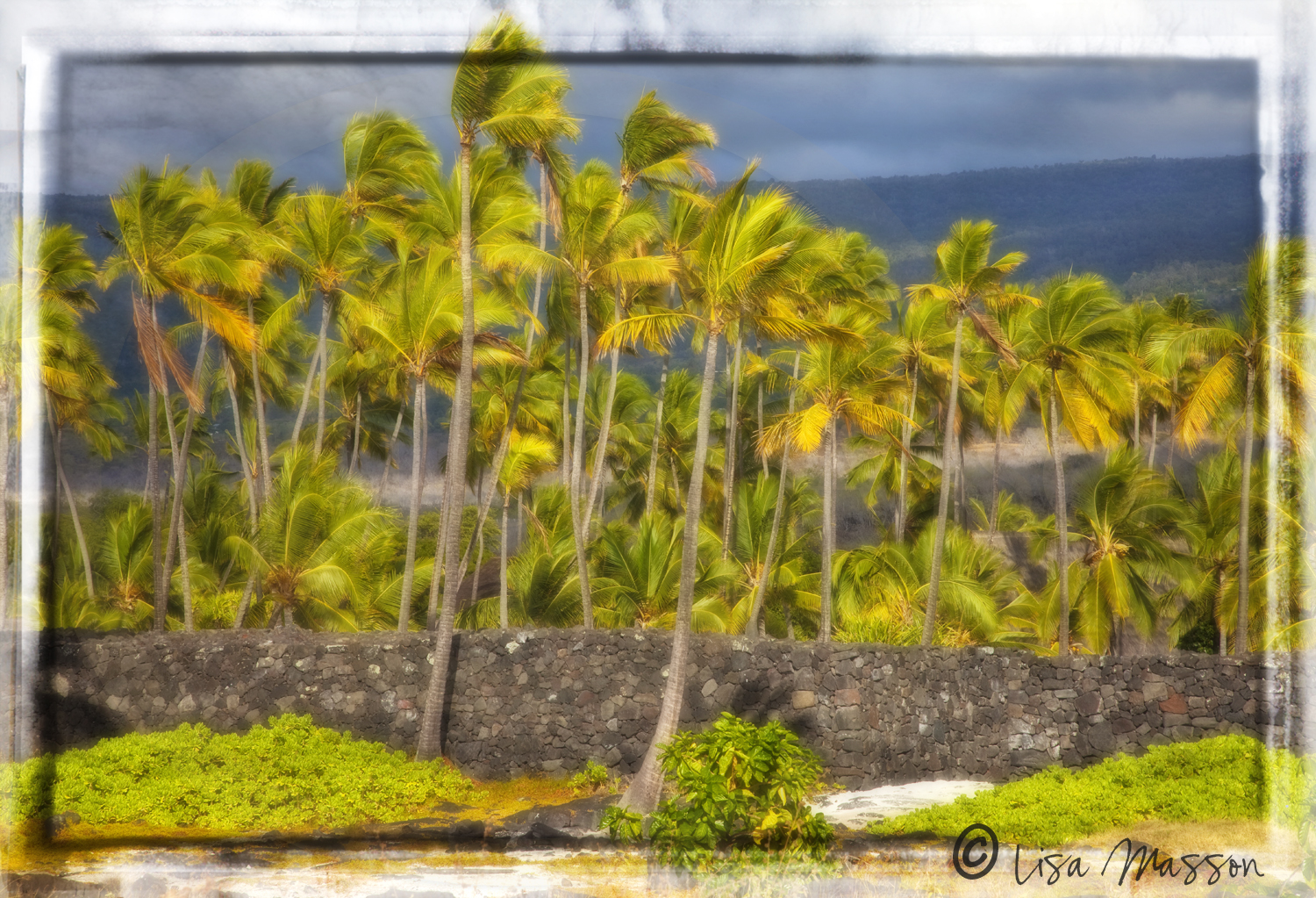 Hawaii Palms 204t ©