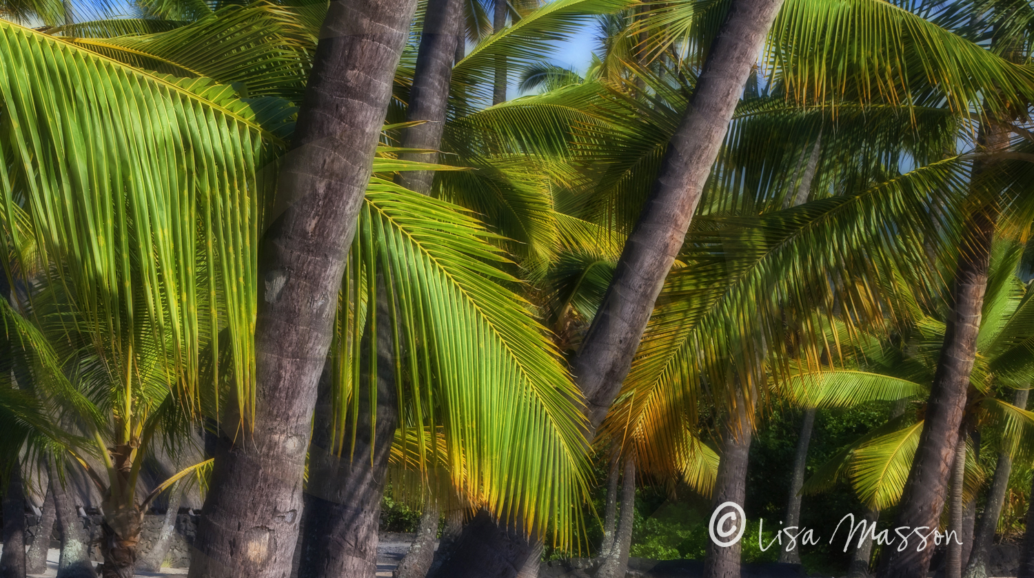 Hawaii Palms 9959-1c ©