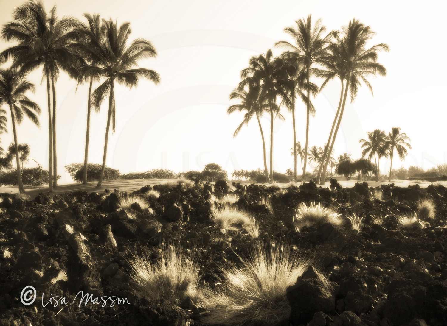 Hawaii Lava &amp; Palms 9805 ©