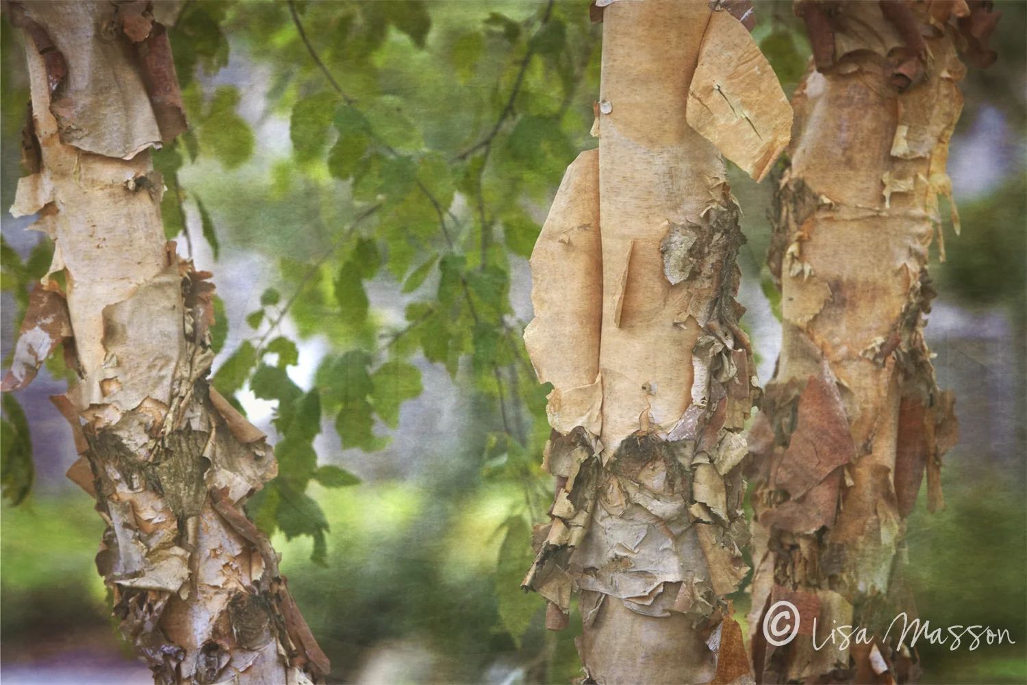 Maine Birches 1980t ©..jpg